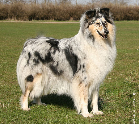 "zhazha"