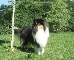 Barny Brillant Black de Gandi Can